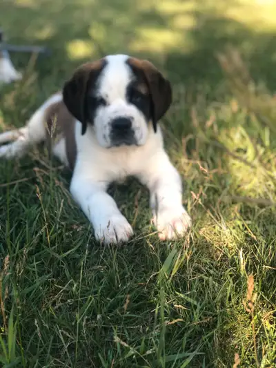 Saint Bernard Puppies- Ready to go, View more