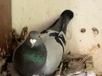 Homing Pigeons