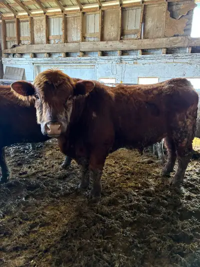 bull for sale, View more