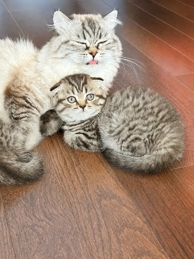 Purebred Scottish Fold Kittens in Cats & Kittens for Rehoming in City of Toronto - Image 6
