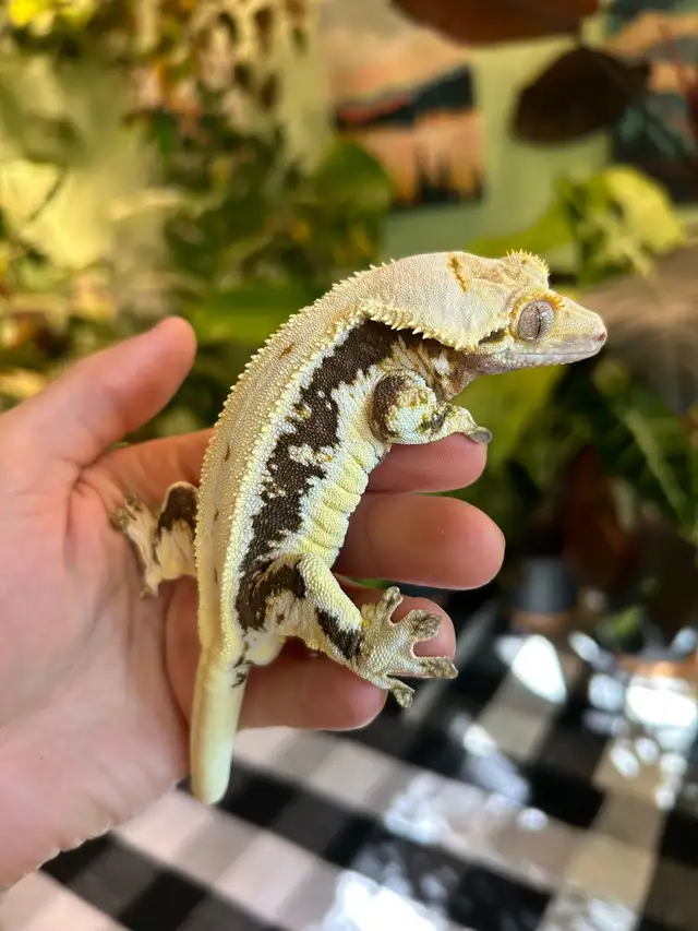 Gecko à Crête male reproducteur lilly white in Reptiles & Amphibians for Rehoming in City of Montréal - Image 4