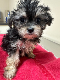 Morkie poo pups ready to go home 