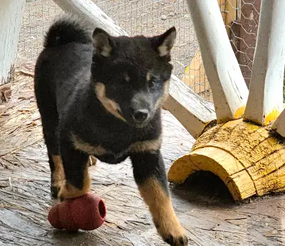 PUREBRED Shiba Inu puppies, View more
