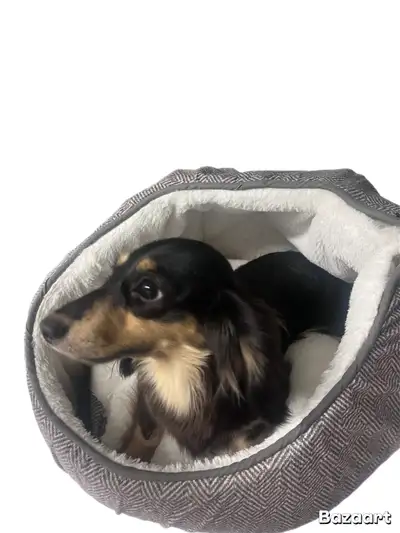 Adorable Dachshund Puppy Looking for a Loving Home!, View more