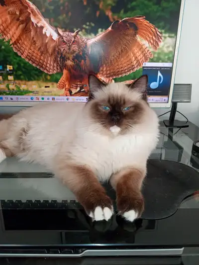 Chaton ragdoll a vendre, View more