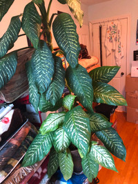 Large Tropical Plant (Dieffenbachia) - Over 6 ft tall