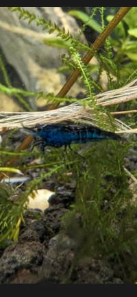 Blue Dream Neocardina shrimp