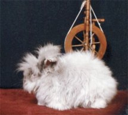 DARLING ENGLISH ANGORA BUNNIES in Small Animals for Rehoming in Winnipeg - Image 2
