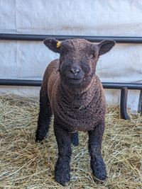 Super cute South Down Baby Doll ewe lambs