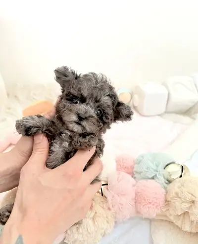 Tiny toy poodles, gorgeous exotic colors, View more