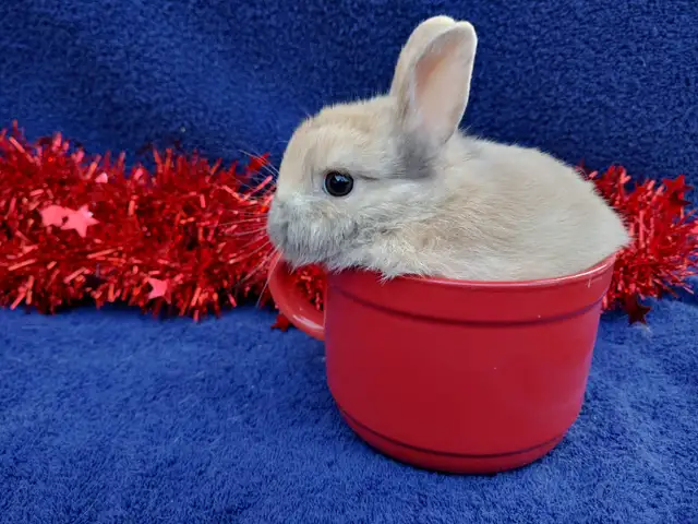 Extraordinary Holland lops & Netherland dwarfs in Small Animals for Rehoming in City of Toronto - Image 6
