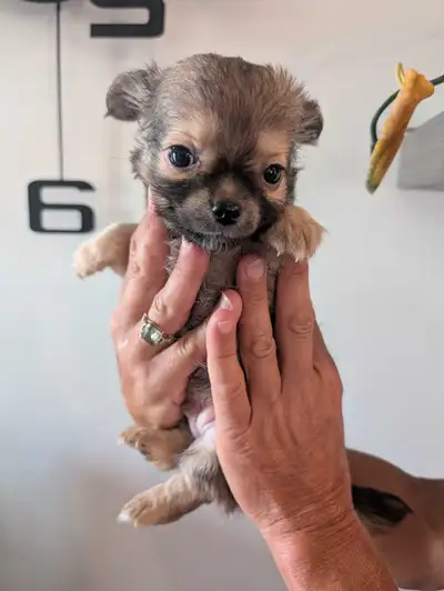 Mini chihuahua poil long, View more