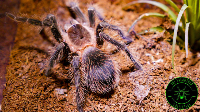 BEAUTIFUL TARANTULAS SPECIAL in Reptiles & Amphibians for Rehoming in North Bay - Image 3