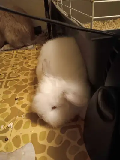 Lionhead Bunnies for sale, View more