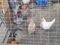 Icelandic Chicken Breeding Set