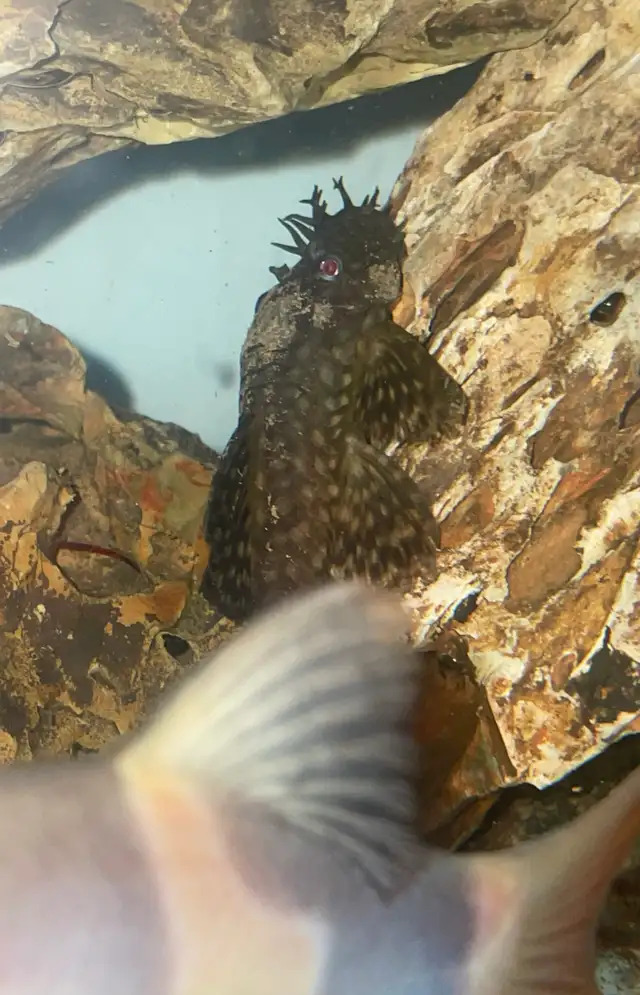 Male Bristlenose Pleco – Aquarium Fish