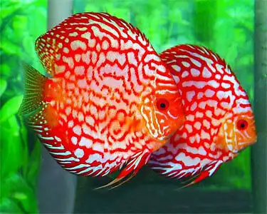 New Beautiful Discus Arriving Weekly Beautiful Discus Super Special For $50.00 We Have A Huge Select...