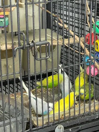 Beautiful Budgies, View more