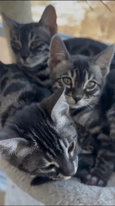 Silver Charcoal Bengal Kittens - TICA Registered , View more