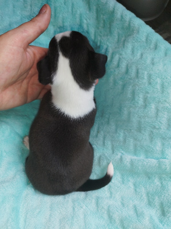 Chilier puppies Cavalier King Charles Spaniel x Chihuahua Dogs