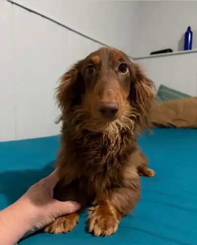 mini dachshund CKC Registered, View more
