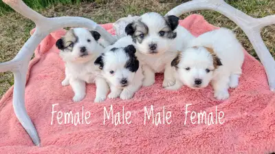 Newborn TRI-COLORED Shih-tzu cross. (shih-mo) Pups!, View more