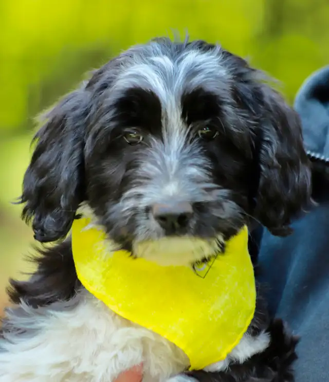 6  RARES DOODLES, BORDOODLES,  BORDOODLES   CHIOTS - PUPPIES in Dogs & Puppies for Rehoming in Laurentides - Image 6