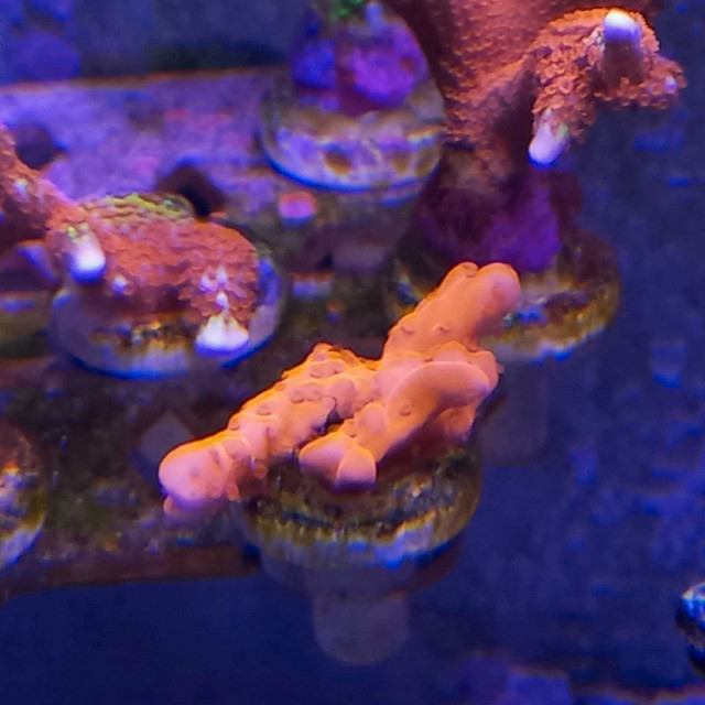 montiporia frags in Fish for Rehoming in Barrie - Image 3