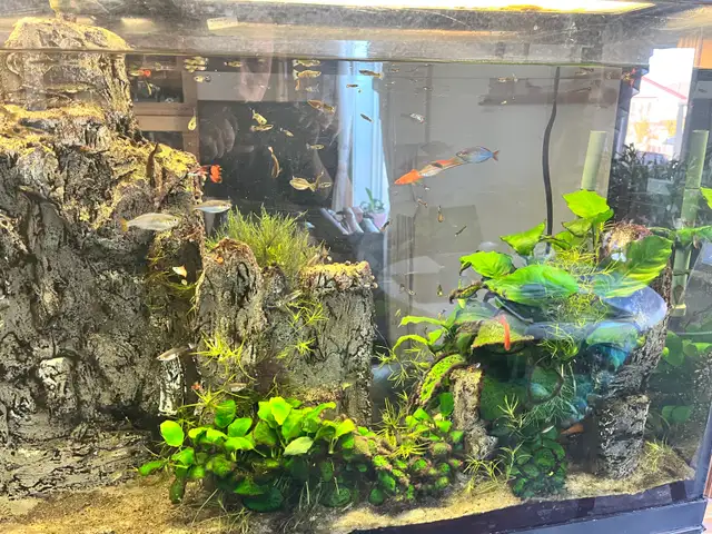 60 gallons fish tank for sale | Fish for Rehoming | Edmonton | Free ...