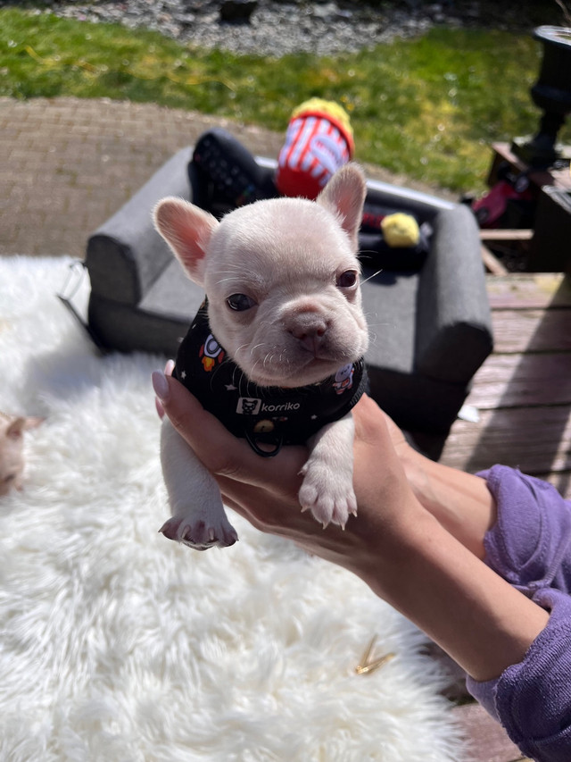 Mother’s Day discount! frecnh bulldog puppies ckc in Dogs & Puppies for Rehoming in Burnaby/New Westminster - Image 4