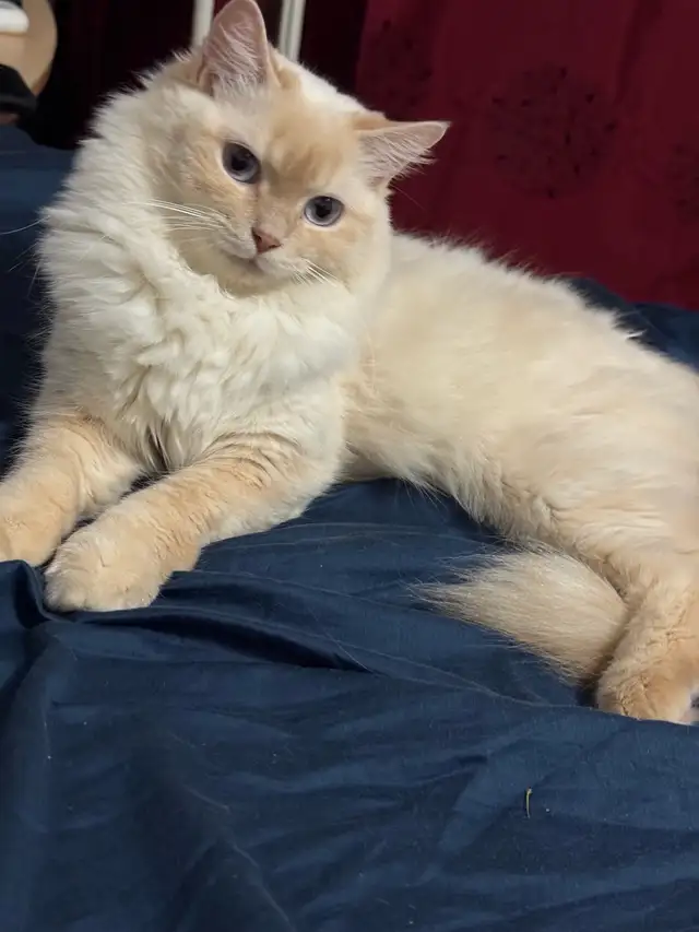 Chatte Ragdoll à adopter