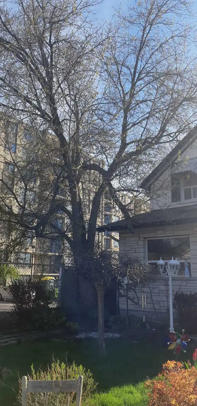 Tree Services 548407788847779846