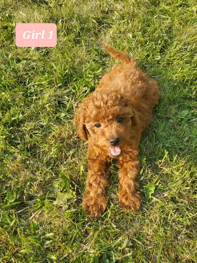 Toy poodle puppies, View more