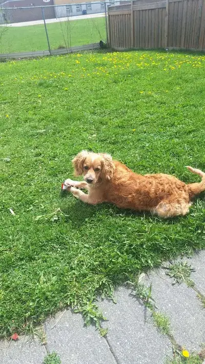 Golden Mixed Dog, View more