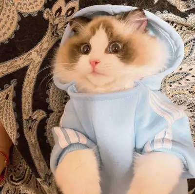 purebred ragdoll boy , View more