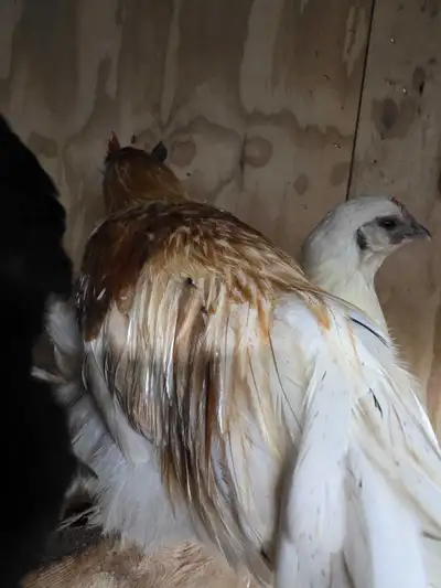 3 Roosters - $14 each - $40 for all 3 , View more