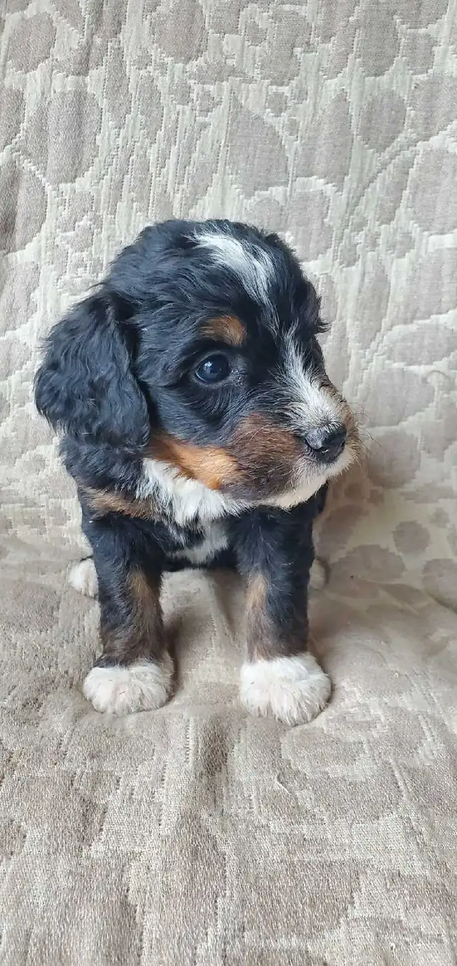 Bernedoodles !!  F1 smaller Puppy SALE !! in Dogs & Puppies for Rehoming in Kelowna - Image 4