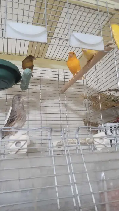 female canarie , View more