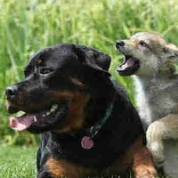 Rottweiler/GermanShepherdwoIIf pups/ requires experienced Alpha 