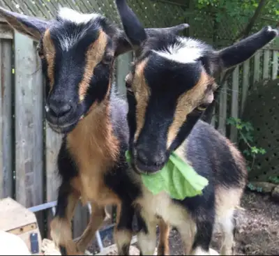 2 goats established BREEDING PAIR 2 years old $1250 1.5 year old female and two baby goats Milking (...