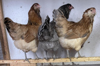 Réservations d’oeufs bleu fécondé de poule Améraucana