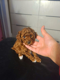 tiny toy poodle (Korea blood)