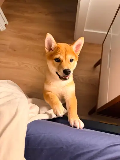 Rehoming 4 month old vaccinated Shiba, View more