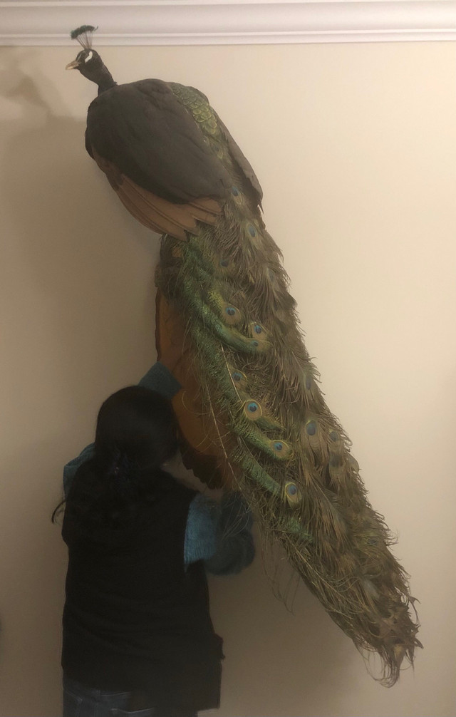 Father's Day Gift - Professional Taxidermy Real Peacock Mount in Arts & Collectibles in Kitchener / Waterloo
