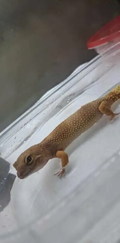 I'm looking for supplies for a leopard gecko, got a last minute rescue and need anything I can get....