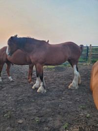 Purebred Clydesdale