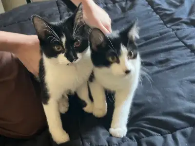 *ASAP***Four and a half month old kittens *Bonded Pair*, View more