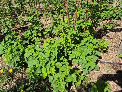 Raspberry plants, View more