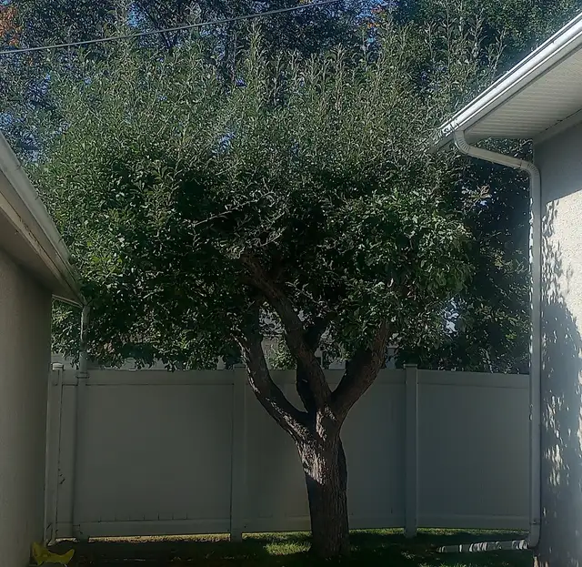 Top quality yardwork at a great value, based central NE533919362576568325