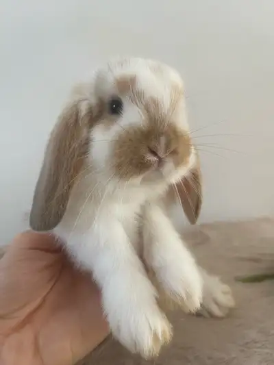 bébé lapin bélier hollandais pure race femelle | Holland lop, View more